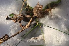 Centaurea phrygia pseudophrygia