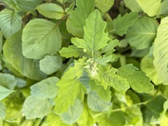 Chenopodium ficifolium