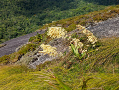 Dendrobium speciosum