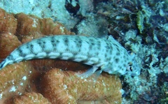 Parapercis hexophtalma