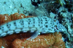Parapercis hexophtalma