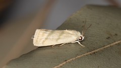 Earias paralella