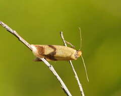 Plectobela ecliptica