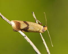 Plectobela ecliptica