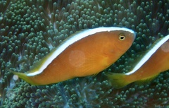 Amphiprion sandaracinos