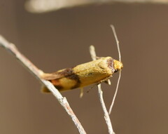 Plectobela ecliptica