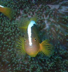 Amphiprion sandaracinos
