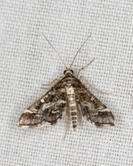 Diasemiopsis ramburialis
