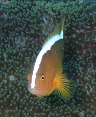 Amphiprion sandaracinos
