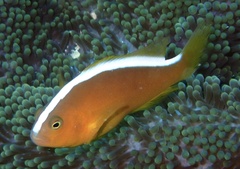 Amphiprion sandaracinos