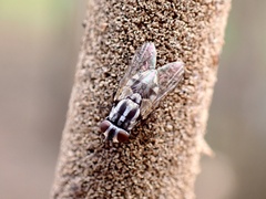 Musca vetustissima