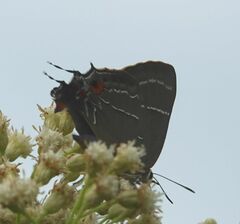 Parrhasius moctezuma