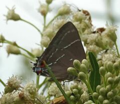 Parrhasius moctezuma