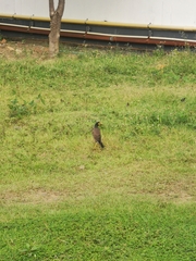 Acridotheres tristis tristis