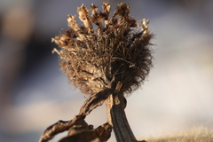Centaurea phrygia pseudophrygia