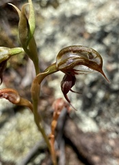 Pterostylis squamata