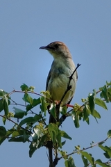 Cisticola