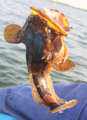 Halobatrachus didactylus