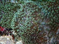 Stichodactyla mertensii