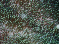 Stichodactyla mertensii