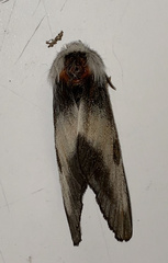 Hemileuca nevadensis