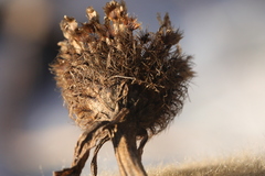 Centaurea phrygia pseudophrygia