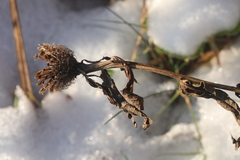 Centaurea phrygia pseudophrygia