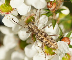 Pempsamacra dispersa