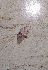 Nechesia albotentata