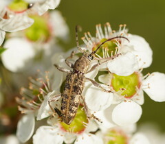 Pempsamacra dispersa