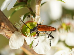 Lepturidea deplanchei