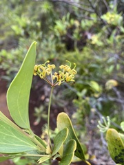 Stenocarpus umbelliferus