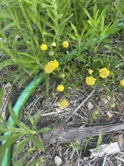 Felicia mossamedensis