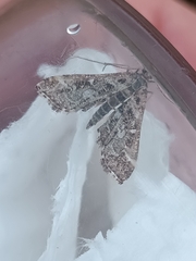 Diasemiopsis ramburialis