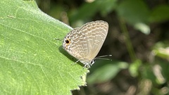 Jamides bochus formosanus