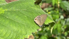Jamides bochus formosanus