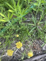 Felicia mossamedensis