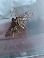 Diasemiopsis ramburialis