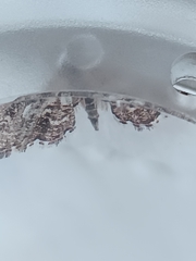 Diasemiopsis ramburialis