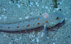 Valenciennea puellaris