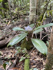 Psychotria leratii