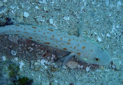 Valenciennea puellaris