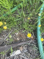 Felicia mossamedensis