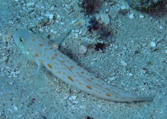 Valenciennea puellaris
