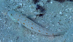 Valenciennea puellaris