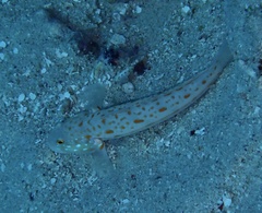 Valenciennea puellaris