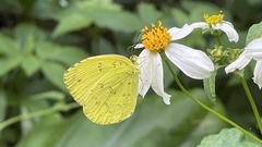 Eurema blanda arsakia