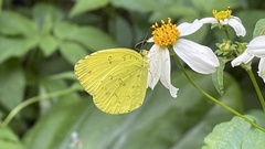 Eurema blanda arsakia