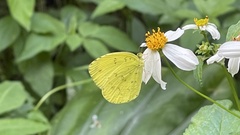 Eurema blanda arsakia