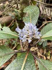 Psychotria leratii